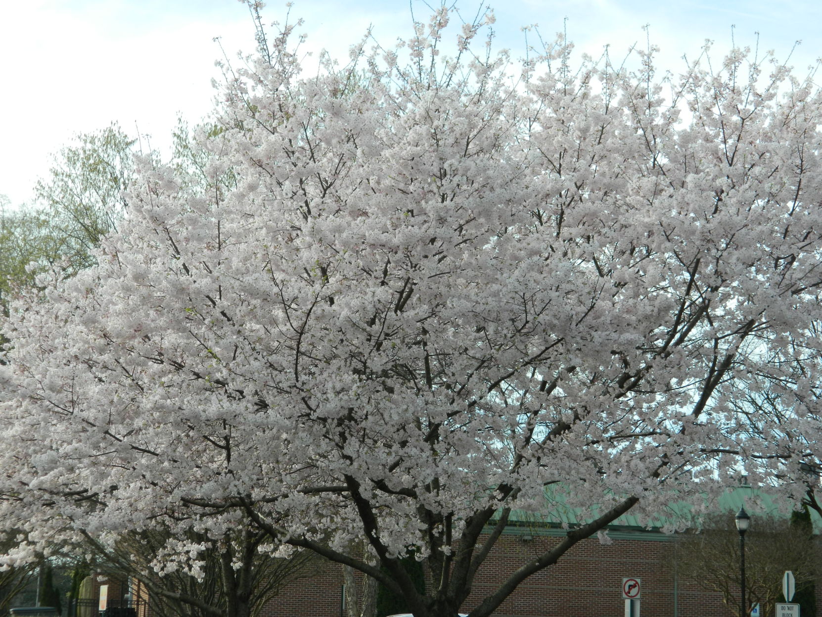 Spring photos (10).JPG